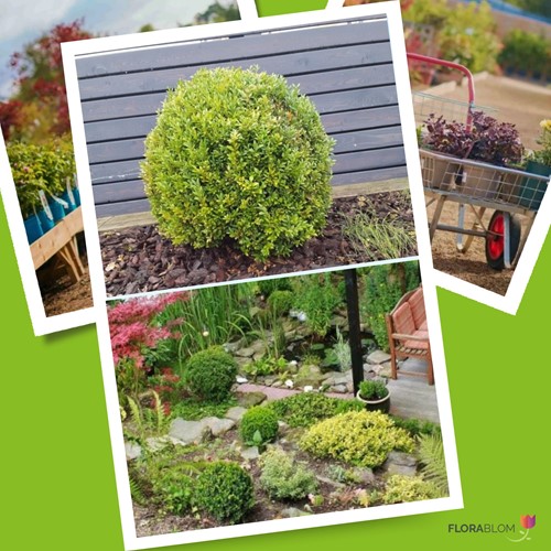 Ilex Crenata Caroline Upright - Japanse Hulst (Sixpack)