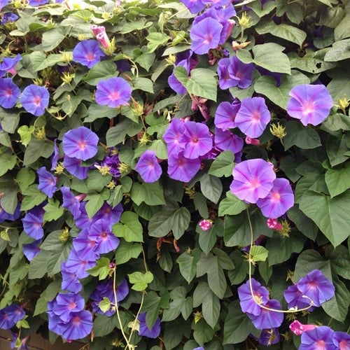 Ipomoea Grandiflora  - Blauwe Winde 