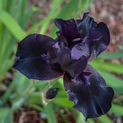 Iris Germanica Black Knight - Baardiris