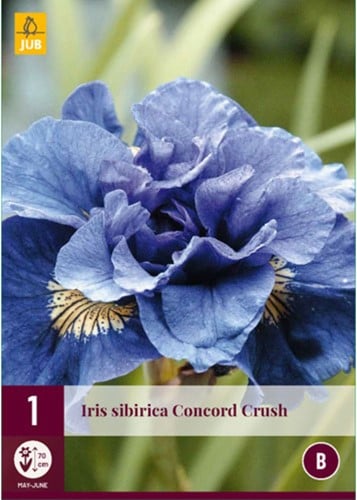 Iris sibirica Concord Crush – Siberische Lis-2