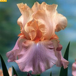 Iris Germanica Crazy for You - Baardiris