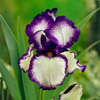 Iris Germanica Loop the Loop - Baard Iris