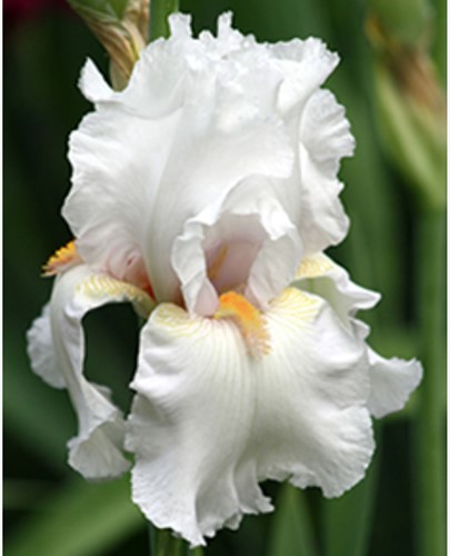 Iris Germanica Immortality - Baardiris (Sixpack)
