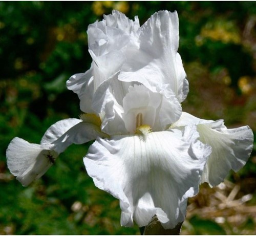 Iris germanica Immortality – Baardiris, Blauwe lis
