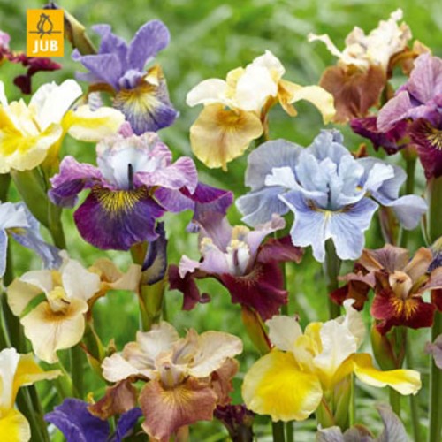 Iris Sibirica Peacock Mix – Siberische Lis