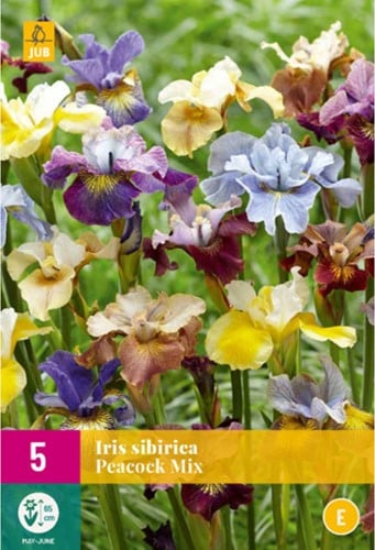 Iris sibirica Peacock Mix – Siberische Lis-2