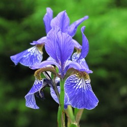 Iris sibirica Perry's Blue - Siberische Lis (Sixpack)