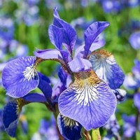 Iris sibirica Perry's Blue - Siberische Lis (Sixpack)-2