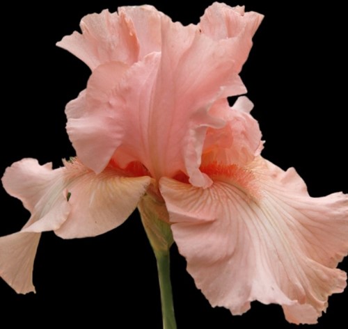 Iris Germanica Pin up Girl - Baardiris (Sixpack)