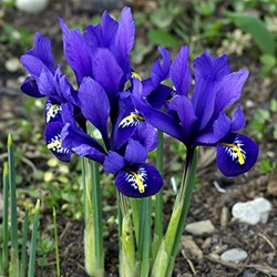 Netiris – Iris reticulata 