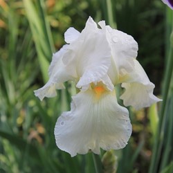 Iris Sibirica Snow Queen - Siberische Lis (Driepack)