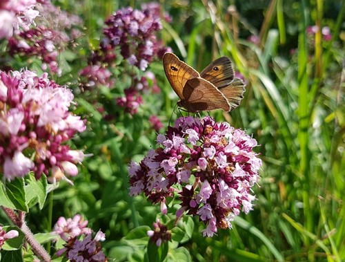 Origanum Herrenhausen - Marjolein