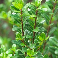 Ilex crenata Caroline Upright - Japanse Hulst 30-40 C2 (Sixpack)