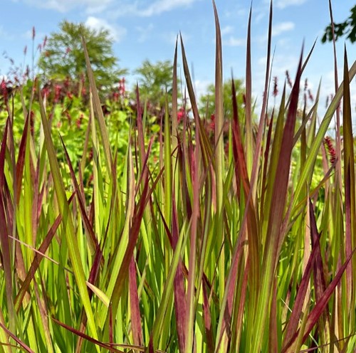 Japans bloedgras Red Baron - Imperata cylindrica