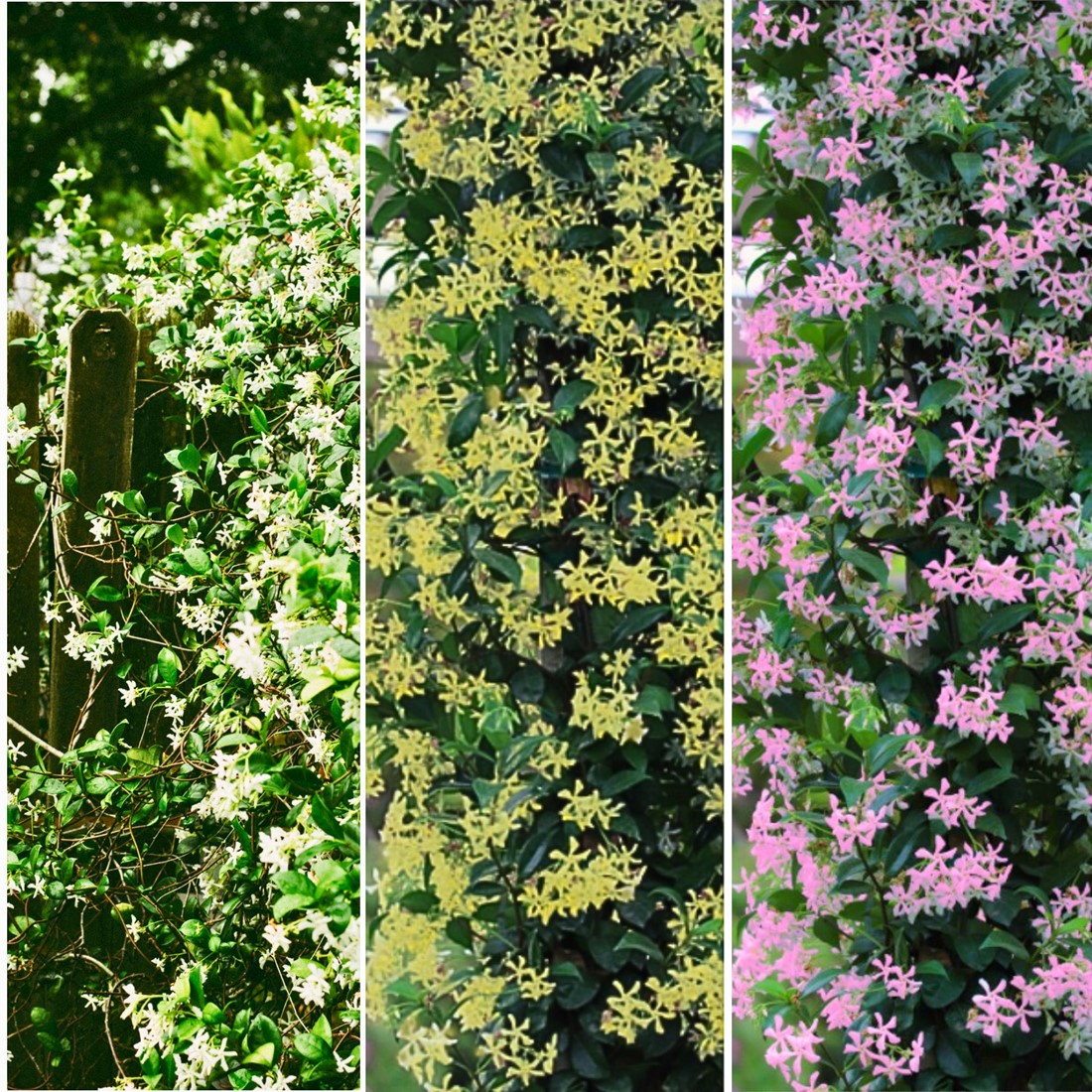 jasmijn mix toscaanse jasmijn en japanse sterjasmijn