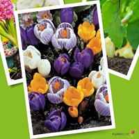 Krokus Grootbloemig Mix - Crocus-2