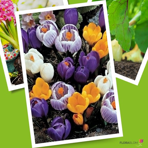 Krokus Grootbloemig Mix - Crocus-2