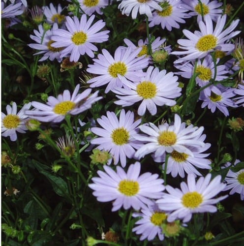 Kalimeris incisa Blue Star - Zomeraster