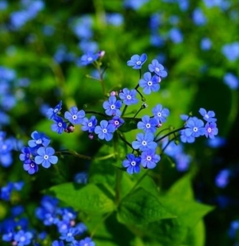 Kaukasische vergeet-mij-niet - Brunnera (Sixpack)