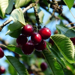 Kers Sylvia - Prunus avium