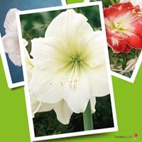 Kerstmis Amaryllis Wit-2