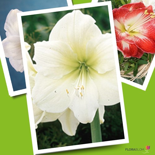 Kerstmis Amaryllis Wit-2
