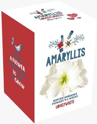 Kerstmis Amaryllis Wit