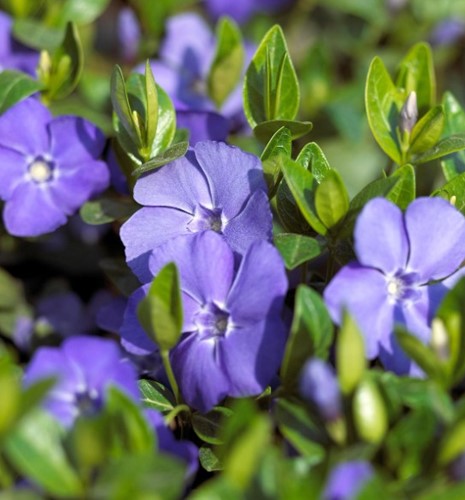 Kleine Maagdenpalm -Vinca minor