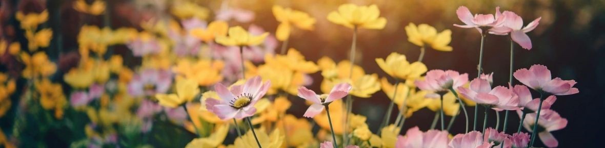 Kleine tuin ontwerpen: zo maak je van een kleine ruimte een groene oase