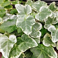 Klimop Glacier - Hedera helix