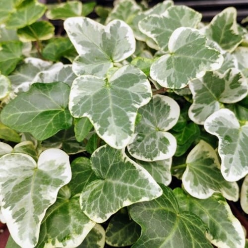 Klimop Glacier - Hedera helix