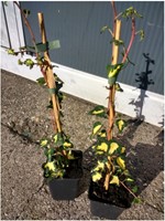 Klimop Goldheart - Hedera Helix C2-2
