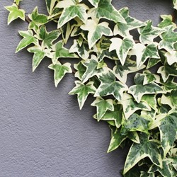 Klimop Goldheart - Hedera Helix C2