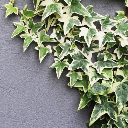 Klimop Goldheart - Hedera Helix C2