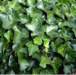 Klimop Woerner - Hedera Helix (Sixpack)