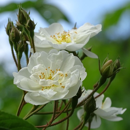 Klimroos Iceberg - Rosa