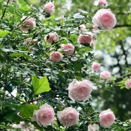 Klimroos New Dawn - Rosa