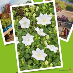 Klokjesbloem Witte Clips - Campanula carpatica