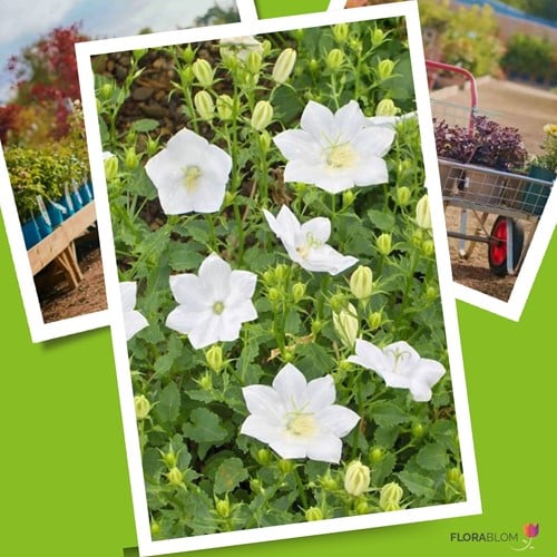 Klokjesbloem Witte Clips - Campanula carpatica