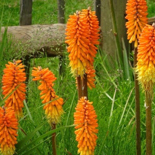 Kniphofia Royal Castle - Fakkellelie