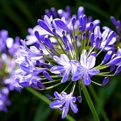 Agapanthus Blauw (Grootverpakking)