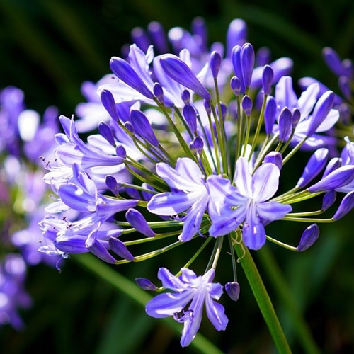Agapanthus Blauw (Grootverpakking)