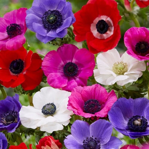 Anemonen de Caen Mix (Grootverpakking)