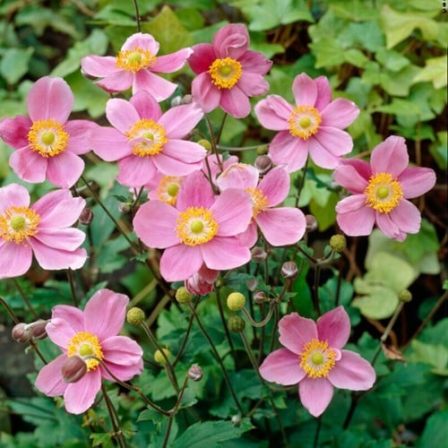 Anemone hupehensis September Charm - Herfstanemoon