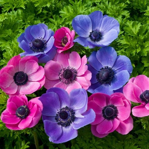 Anemoon Paars & Roze Mix - Anemone coronaria