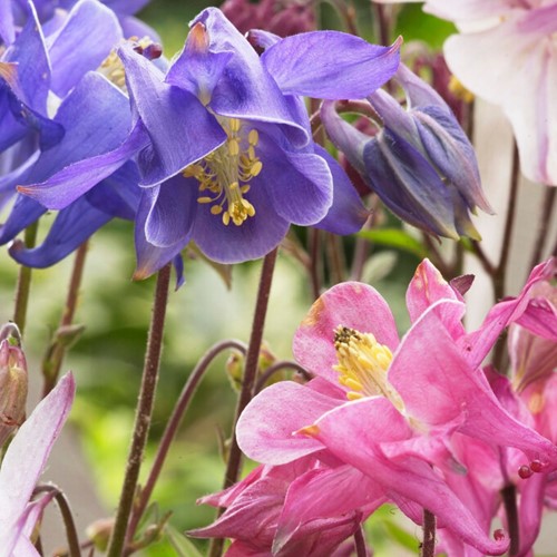 Aquilegia Mix - Akelei (Sixpack)