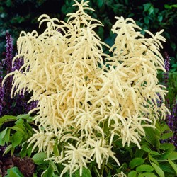 Aruncus dioicus - Geitenbaard