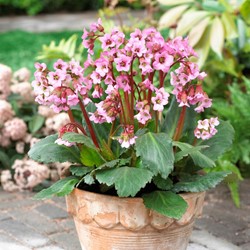Schoenlappersplant - Bergenia cordifolia (Sixpack)