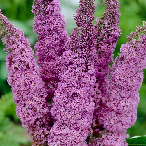 Vlinderstruik Ile de France - Buddleja
