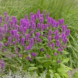 Calamintha Blue Cloud - Bergsteentijm
